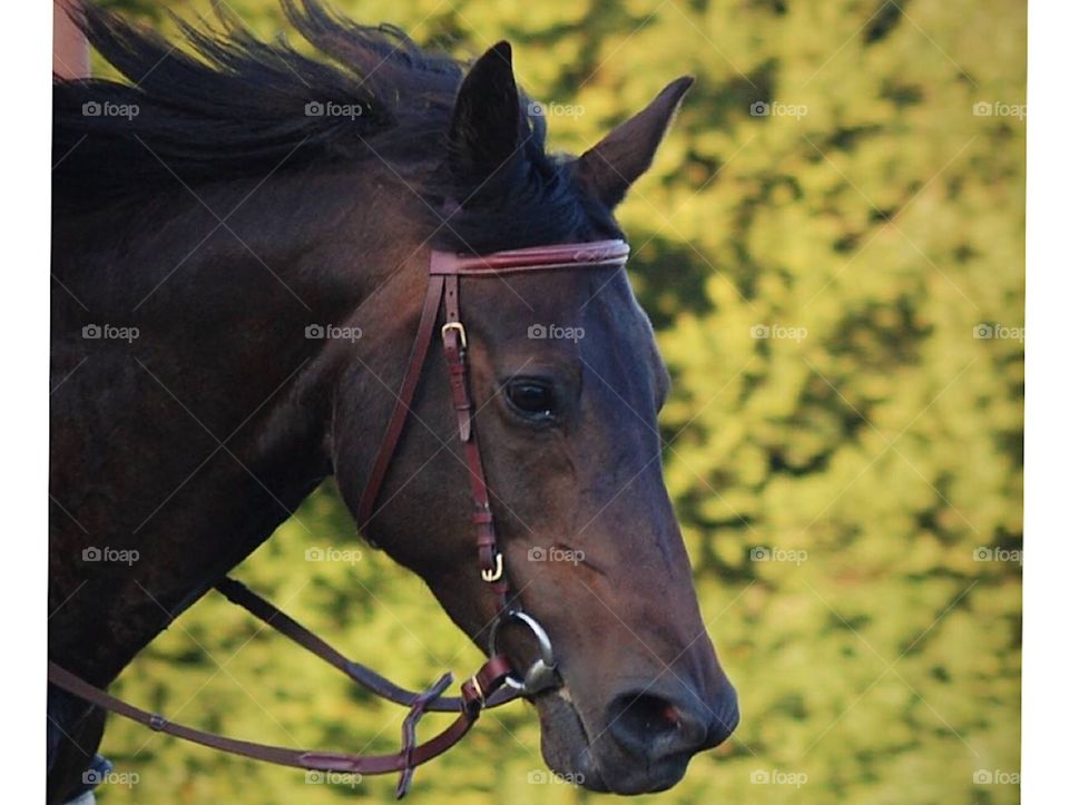 Portrait of my black mare, in summer, look à her sweet eyes 