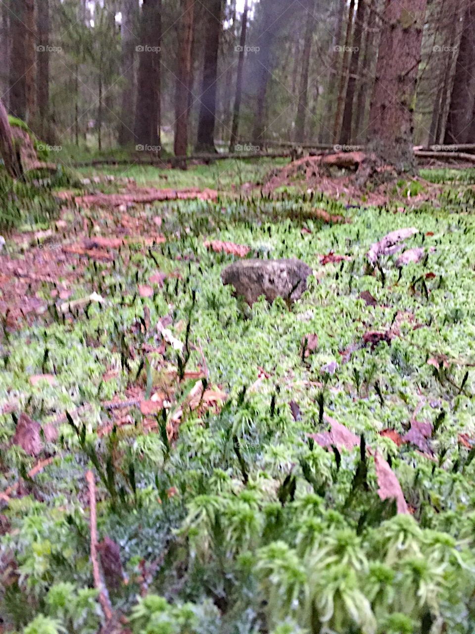 Forest floor