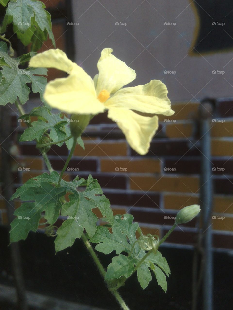 gourd flower. bitter gourd flower