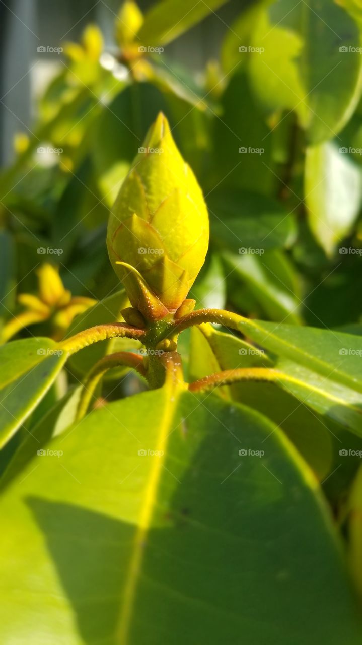 Floral bud