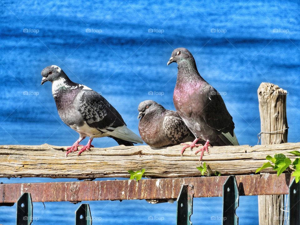 In Sorrento today