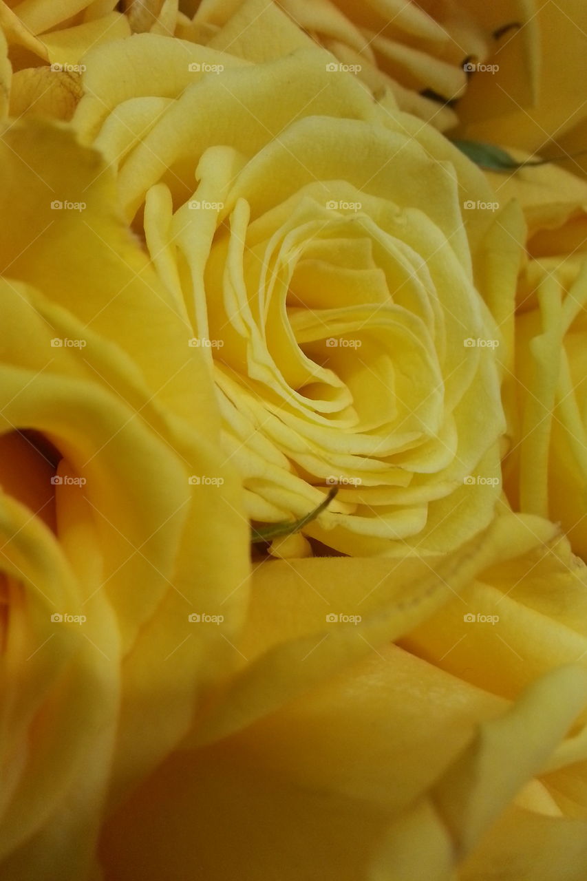 yellow roses