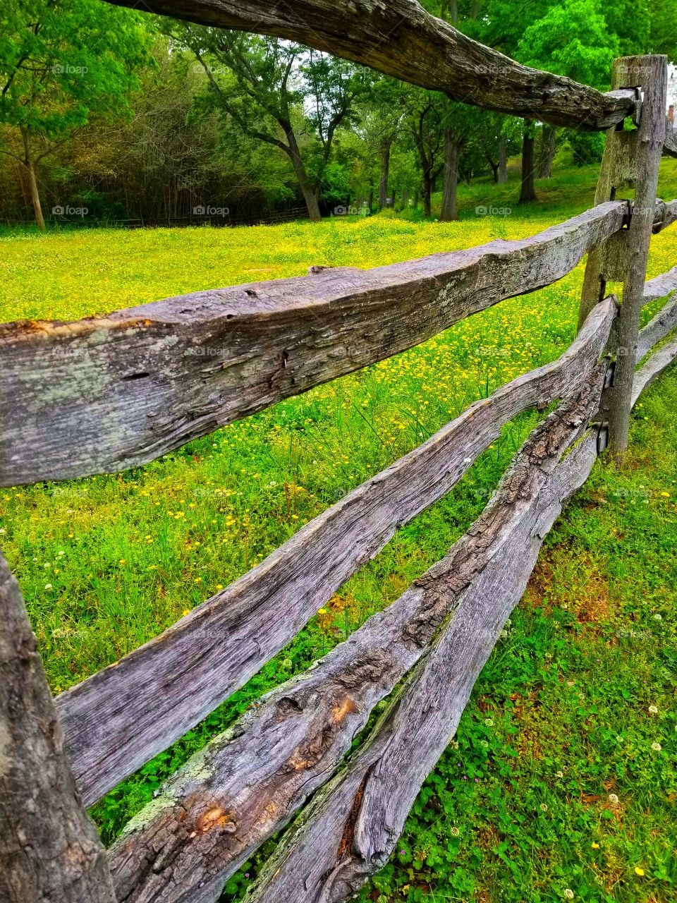 Wood Fence