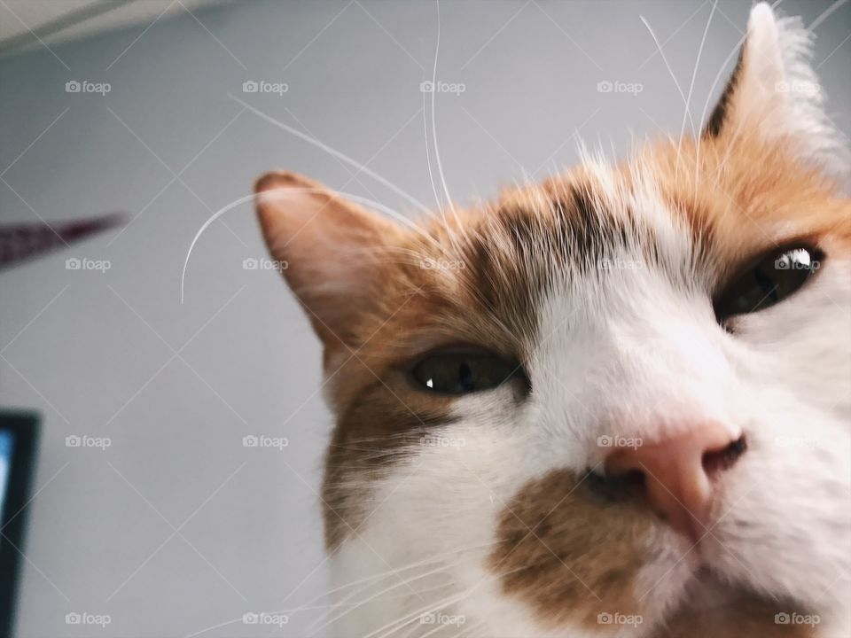 cat closeup