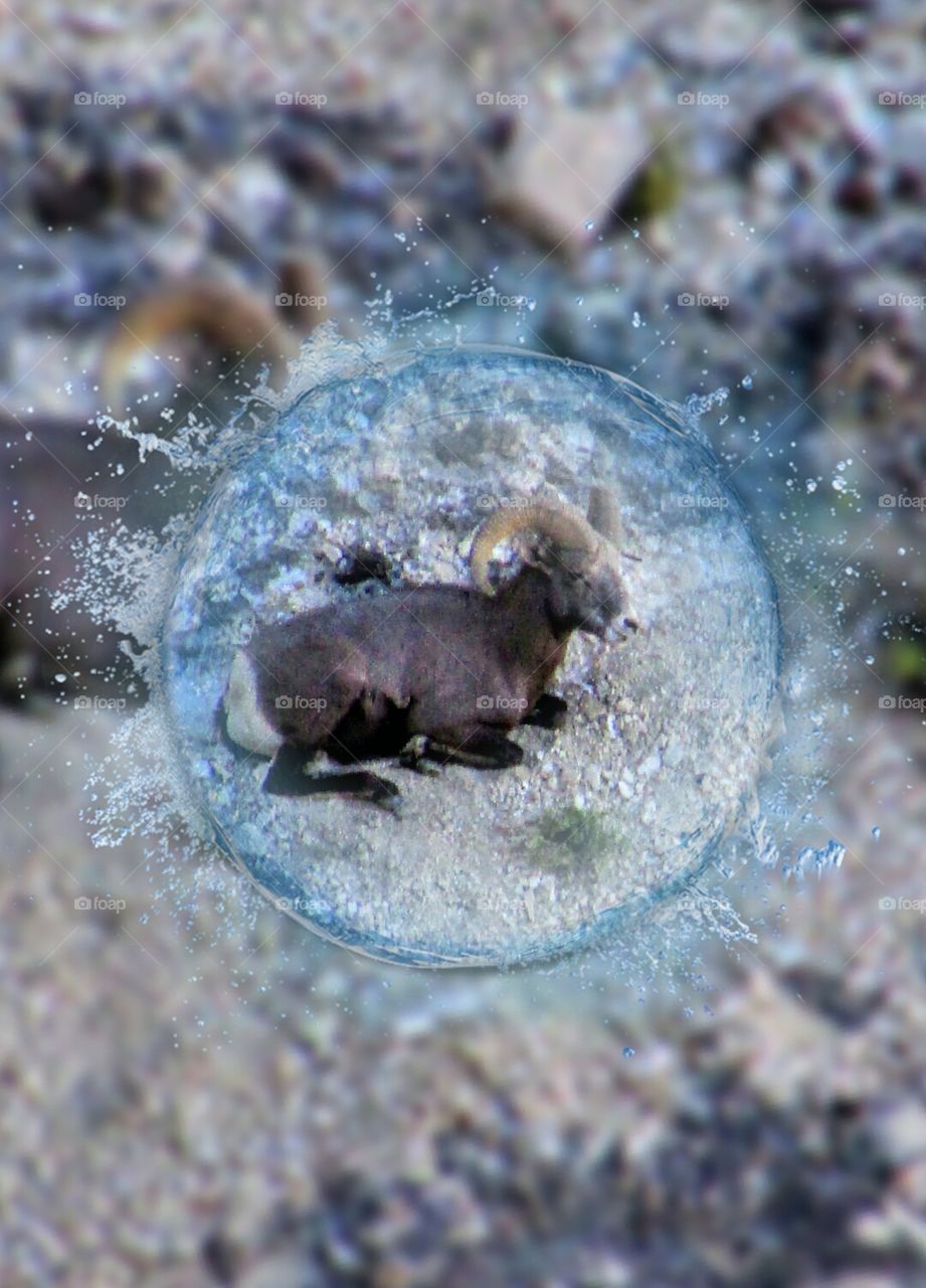 a splash of Wildlife at the Grand Canyon south rim