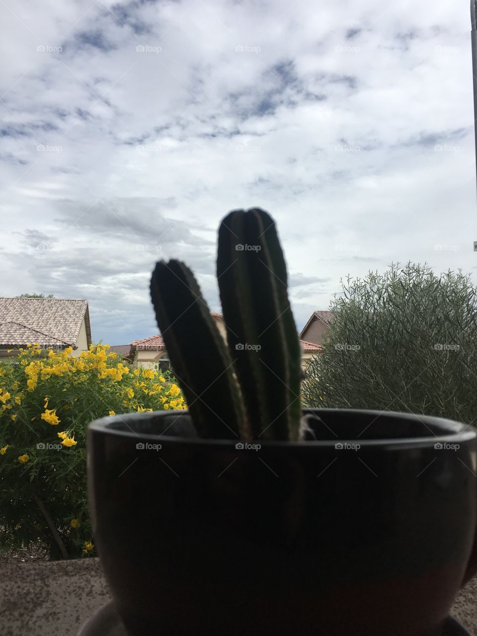 Cactus plant 