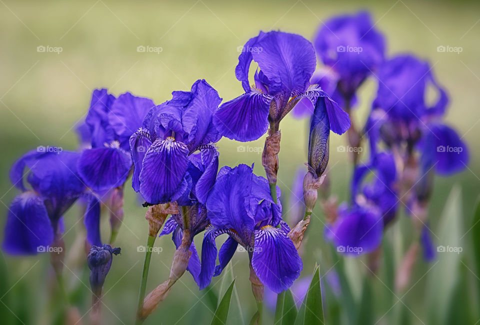 Flowers in bloom