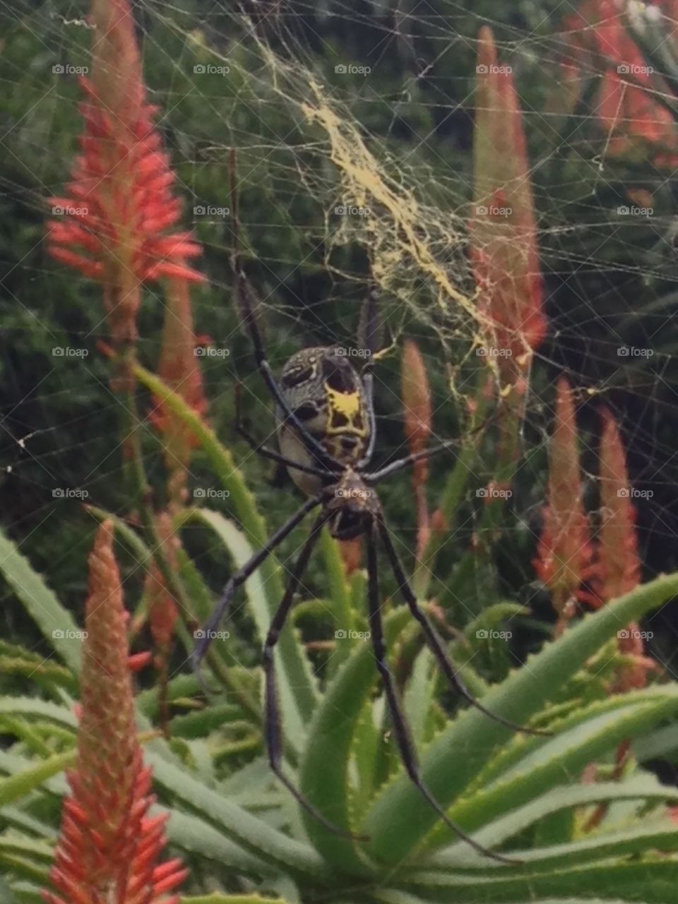 Golden orb spider