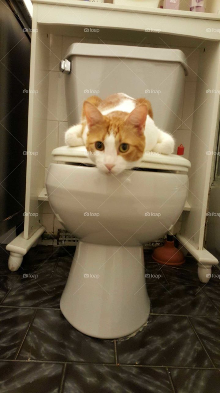 cat in the toilet