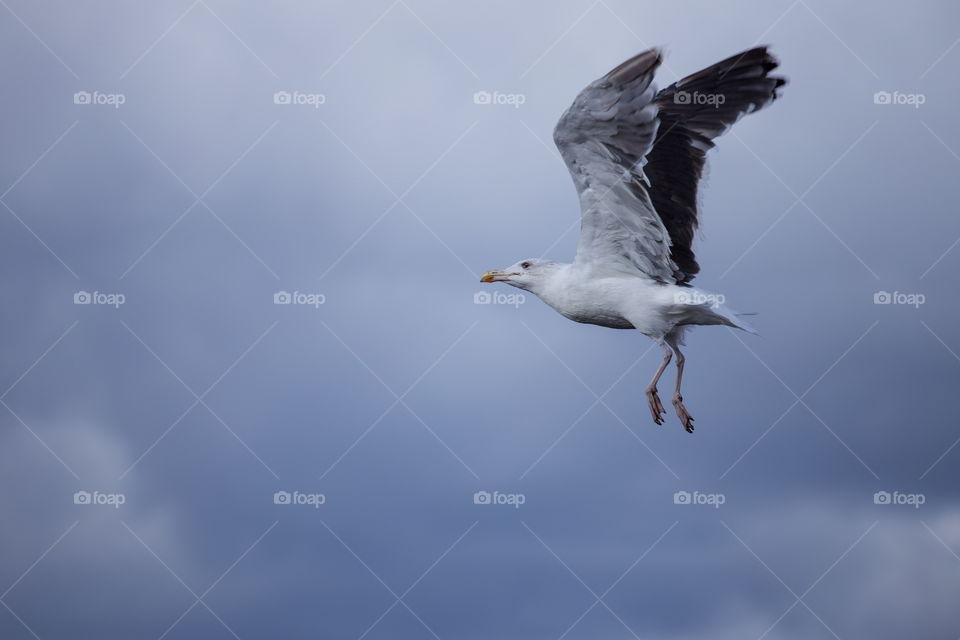Bird, Wildlife, No Person, Seagulls, Nature