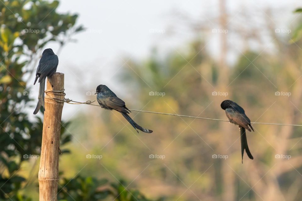 Black drongo