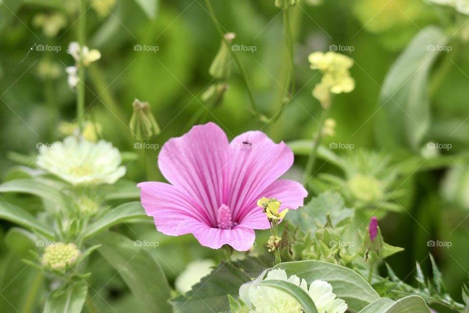 Variant of blooming flowers 