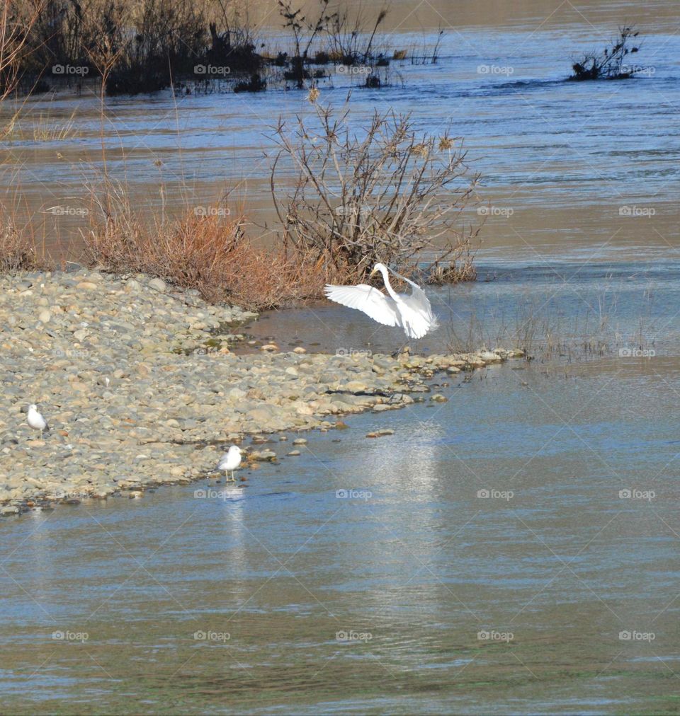 Doing some wildlife photography on a nature hike in Fair Oaks California