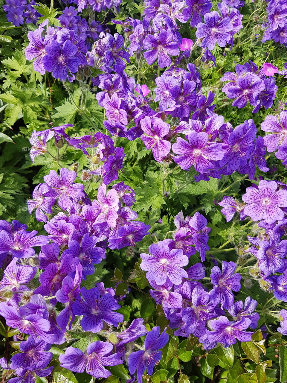 Flowers in blossom