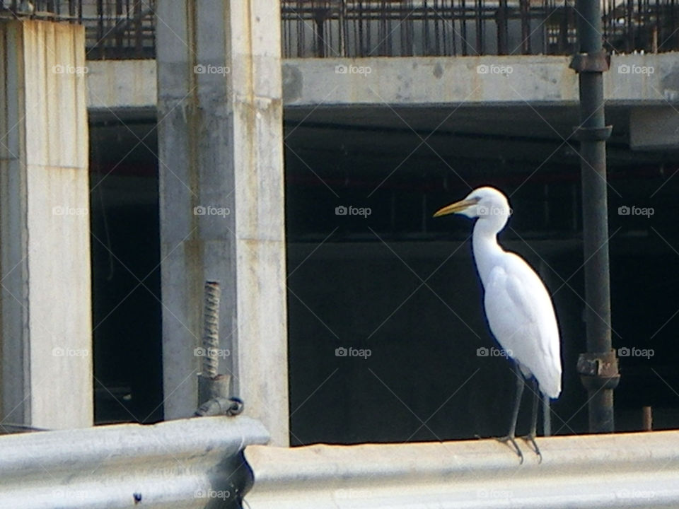 A ray of hope among the construction of mankind.