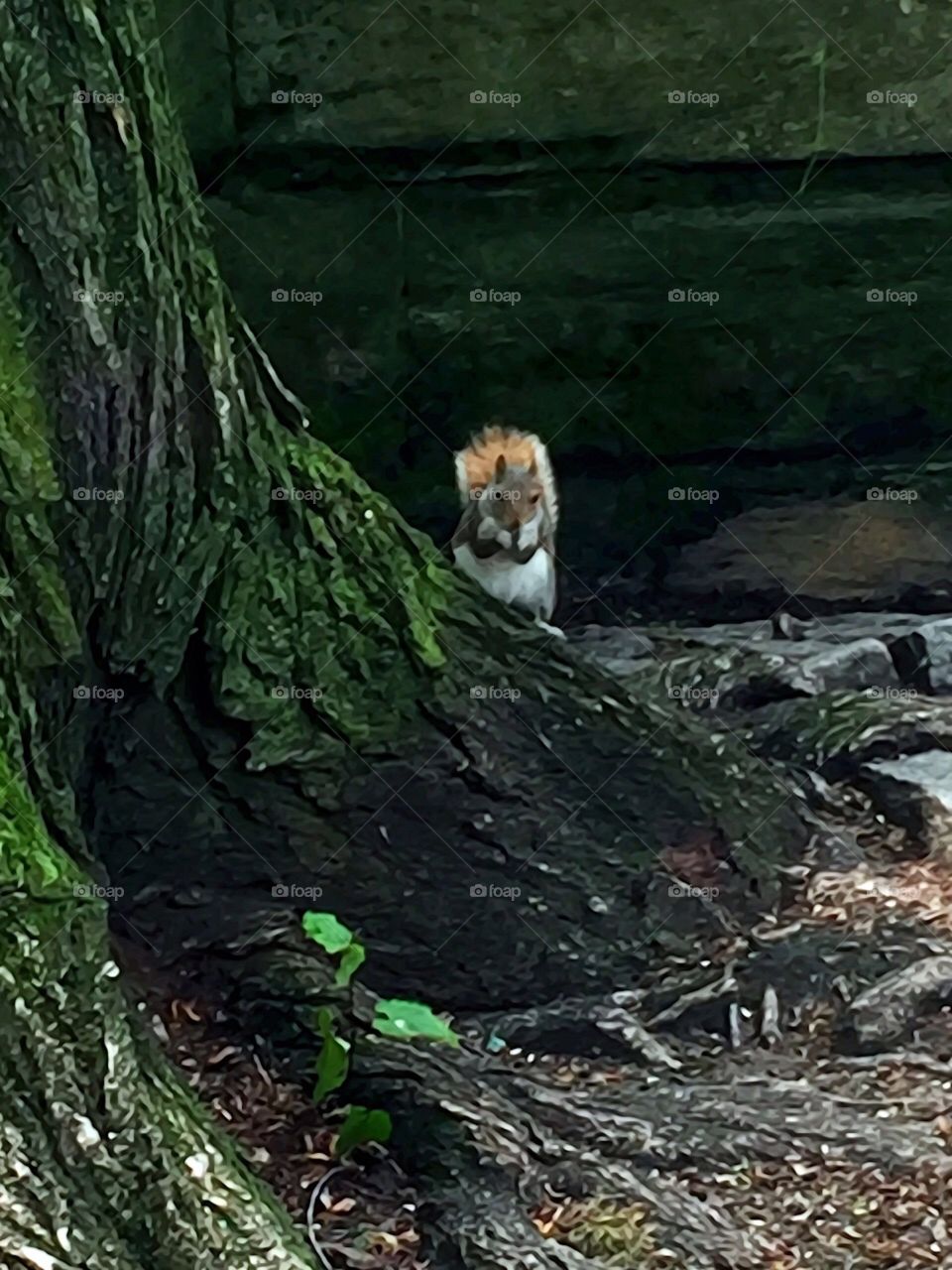 Squirrel - Central Park, New York City. Instagram,@PennyPeronto