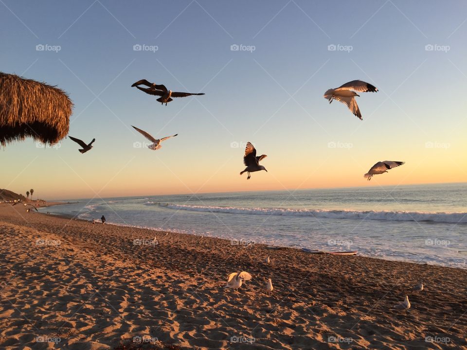 Birds on the beach 