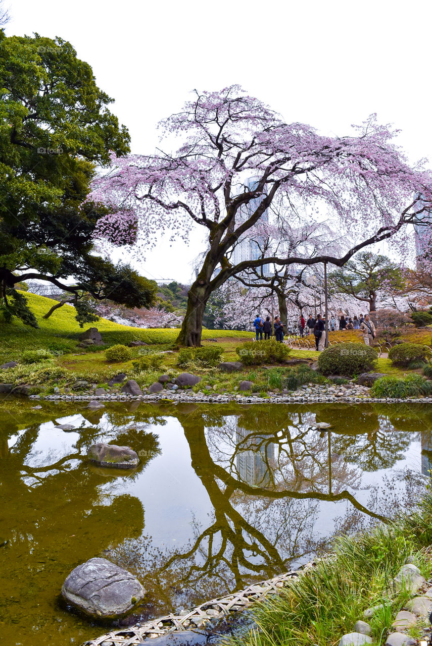 Reflection of tree in pond