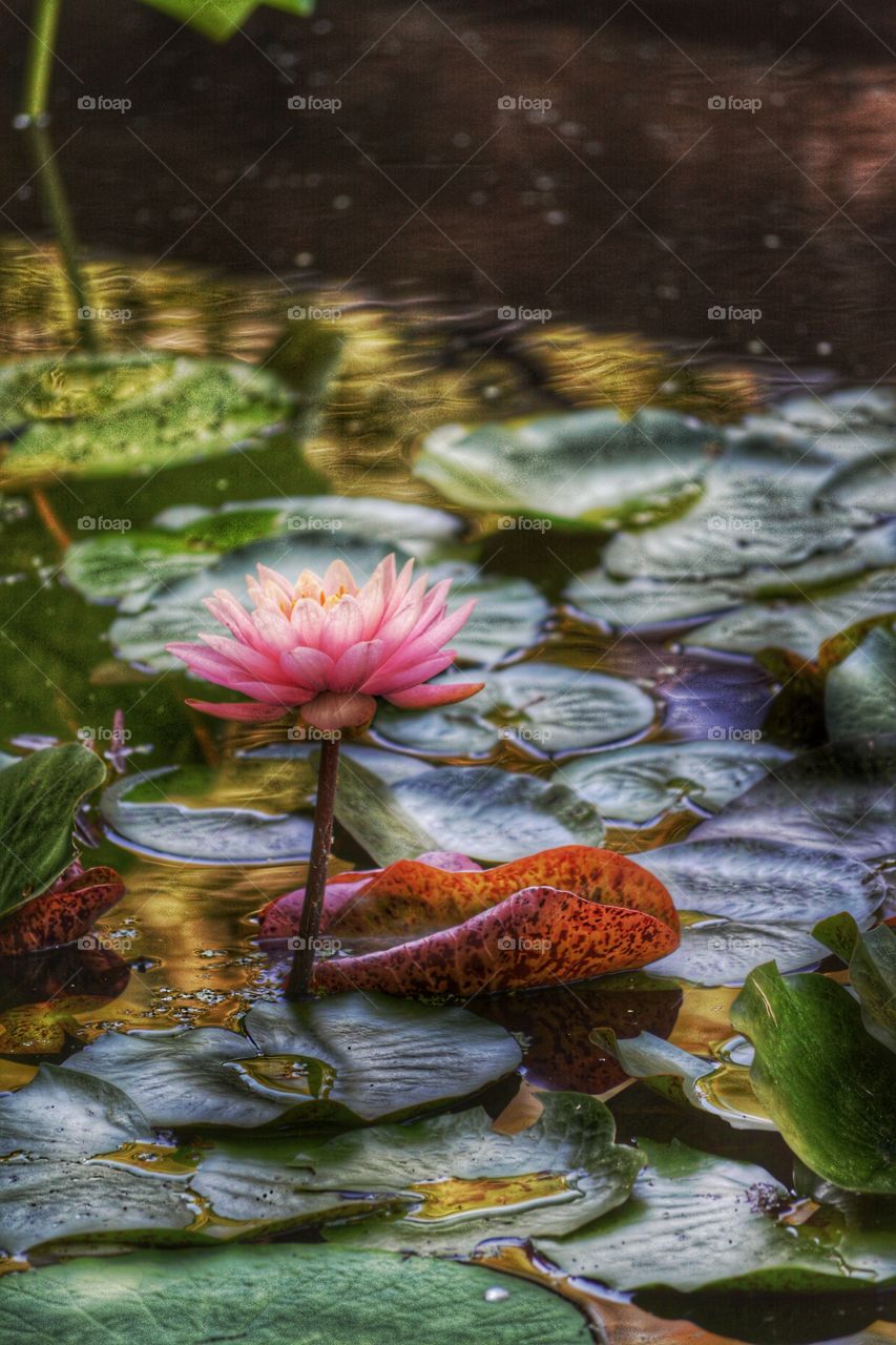 Lotus flower in a lily pond. 