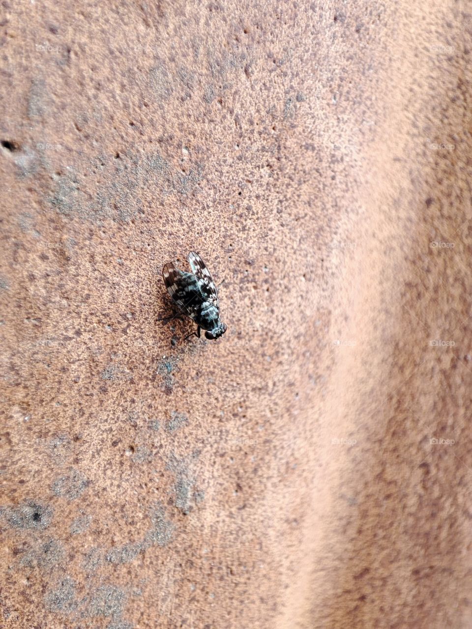 Black and white spotted fly