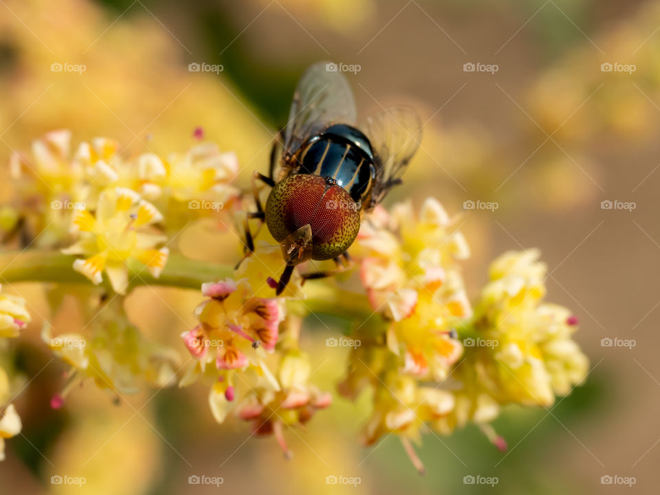 The Pollinators