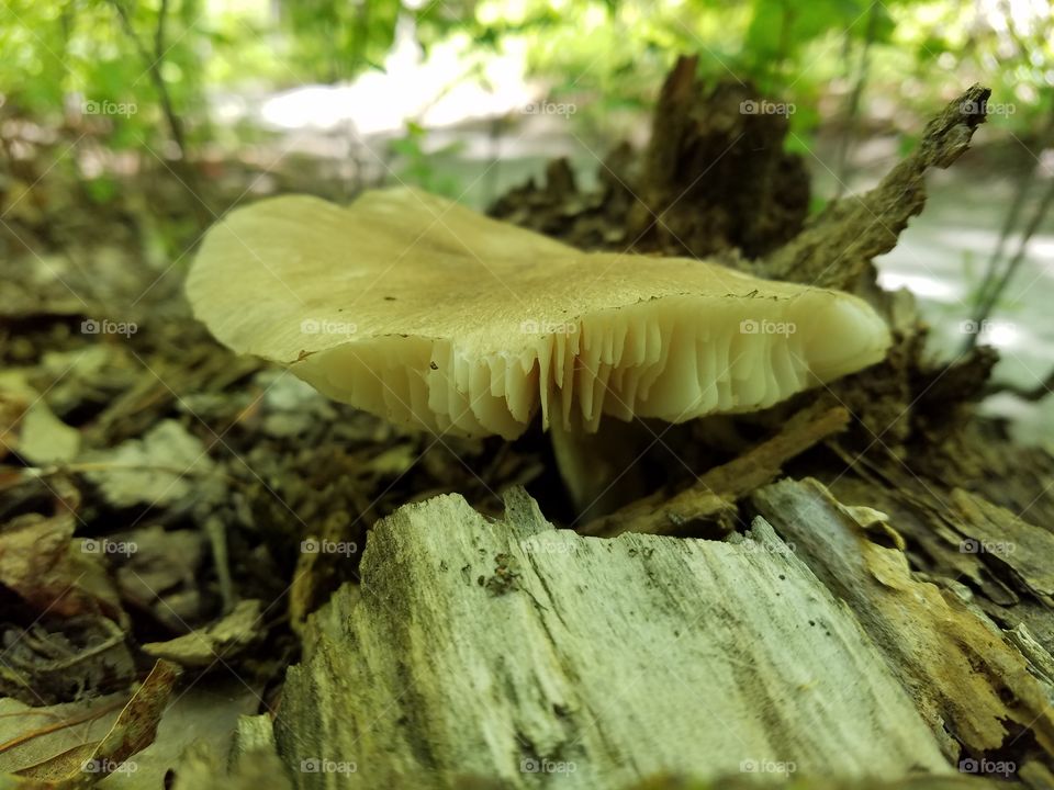 Mushroom missing gills