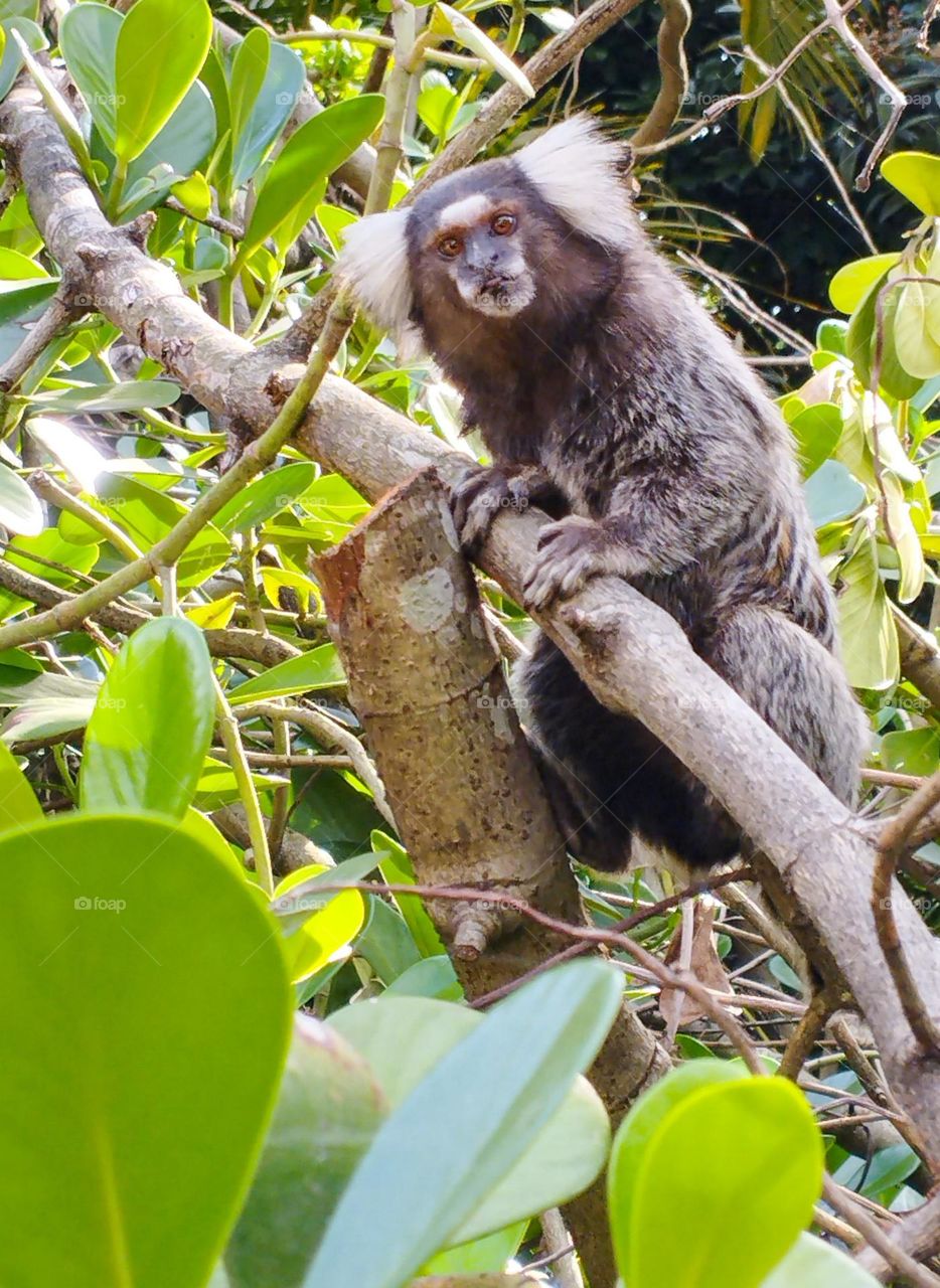 Marmoset monkey