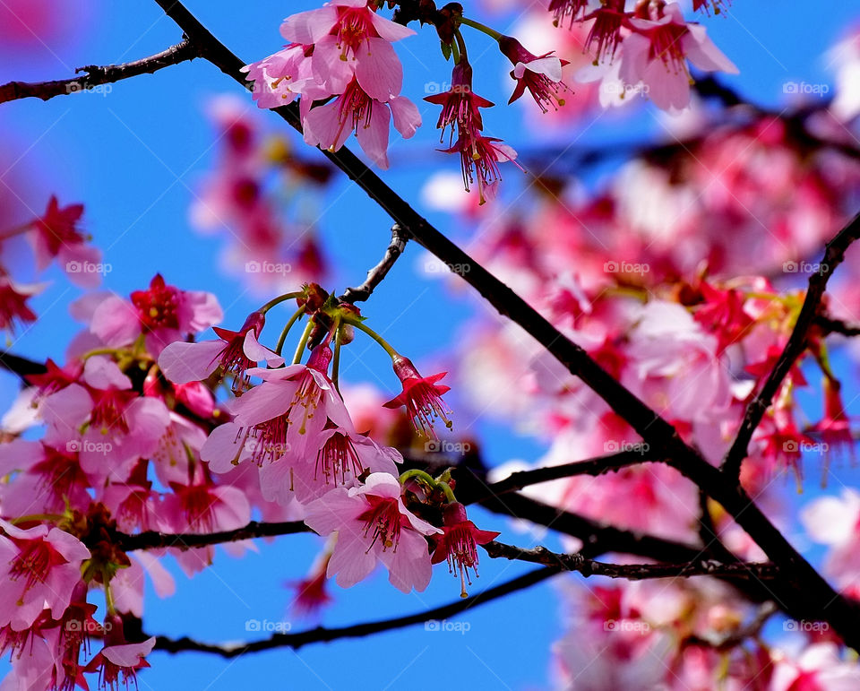 Close-up of pink cherry blossom