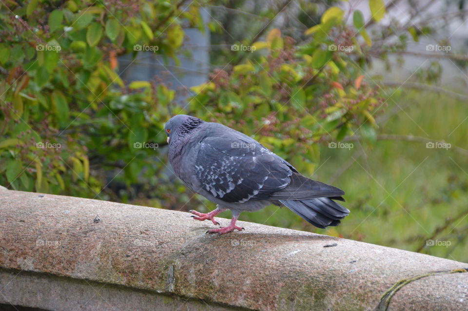 Pigeon Walking At A Bridge
