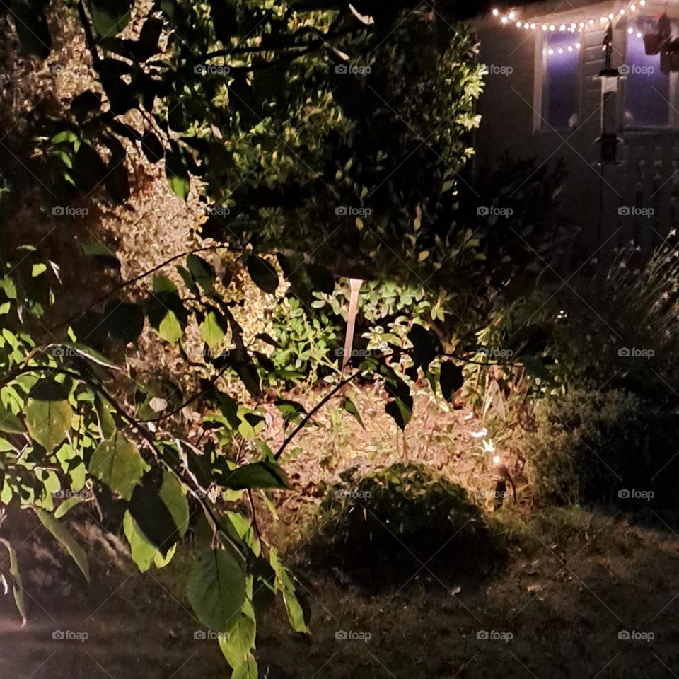 foliage in solar light at night time. fairylights garden dark, shadow