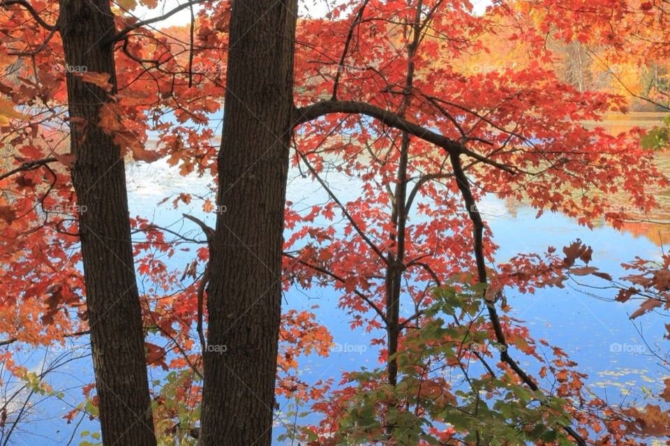 Autumn Maple trees and Lake Walton