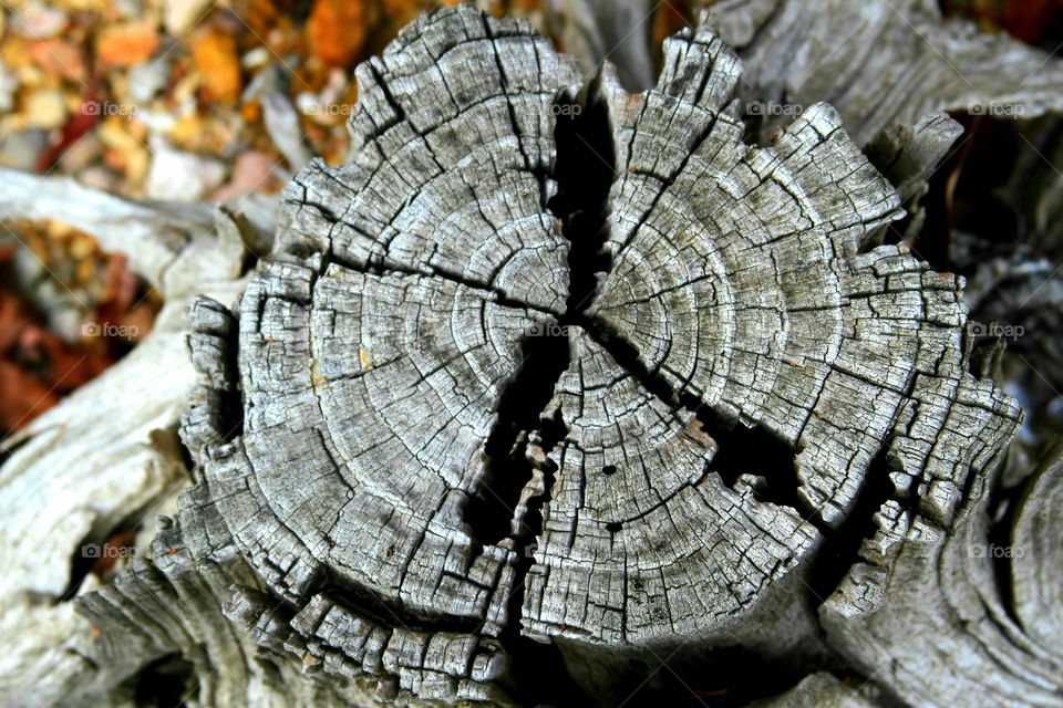 tree stump peace sign.