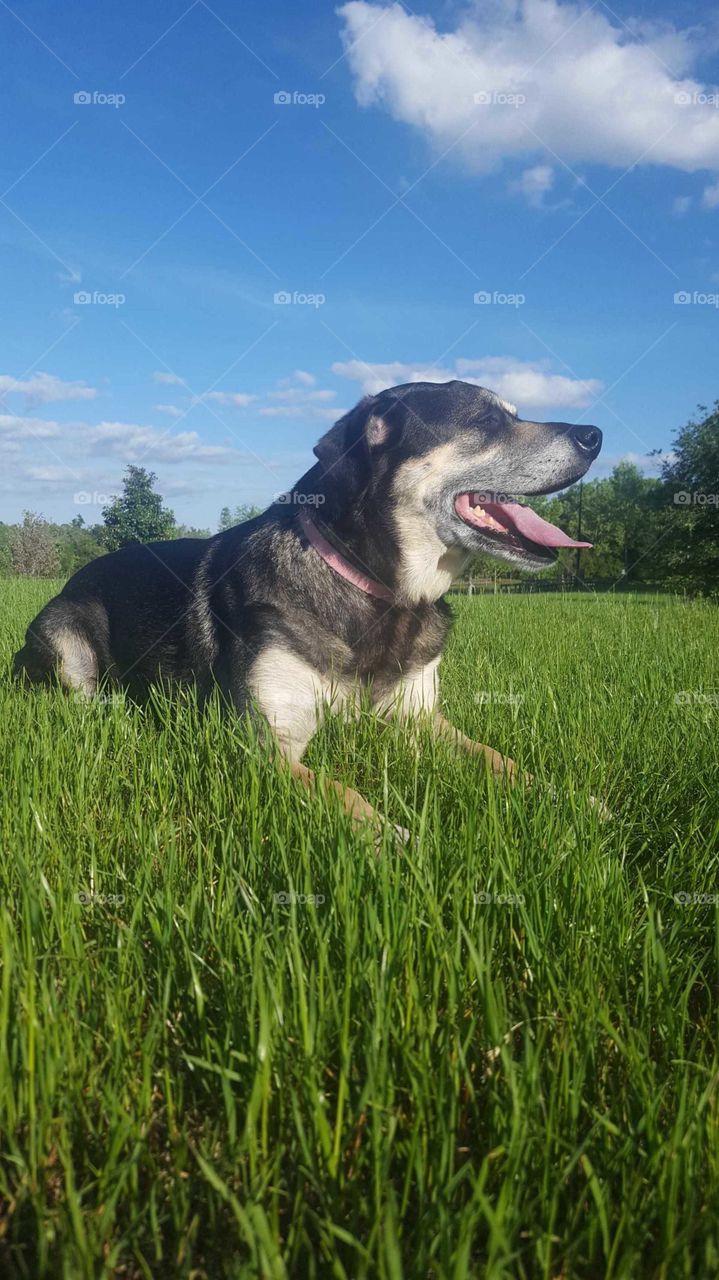 In this photo, a happy dog is relaxing in a field of grass. There is a blue sky behind her, with puffy clouds littering the blue.