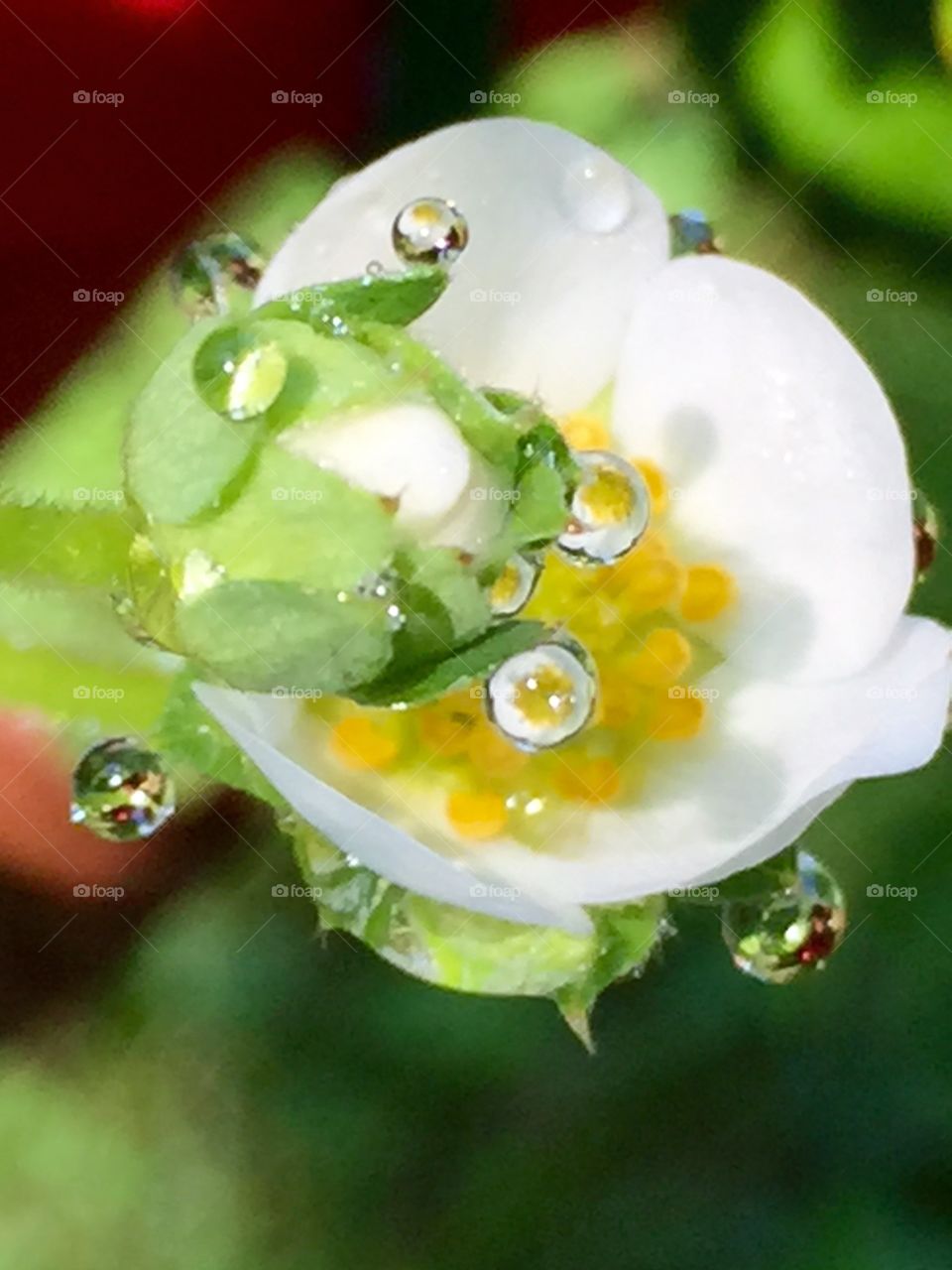 Strawberry Reflections