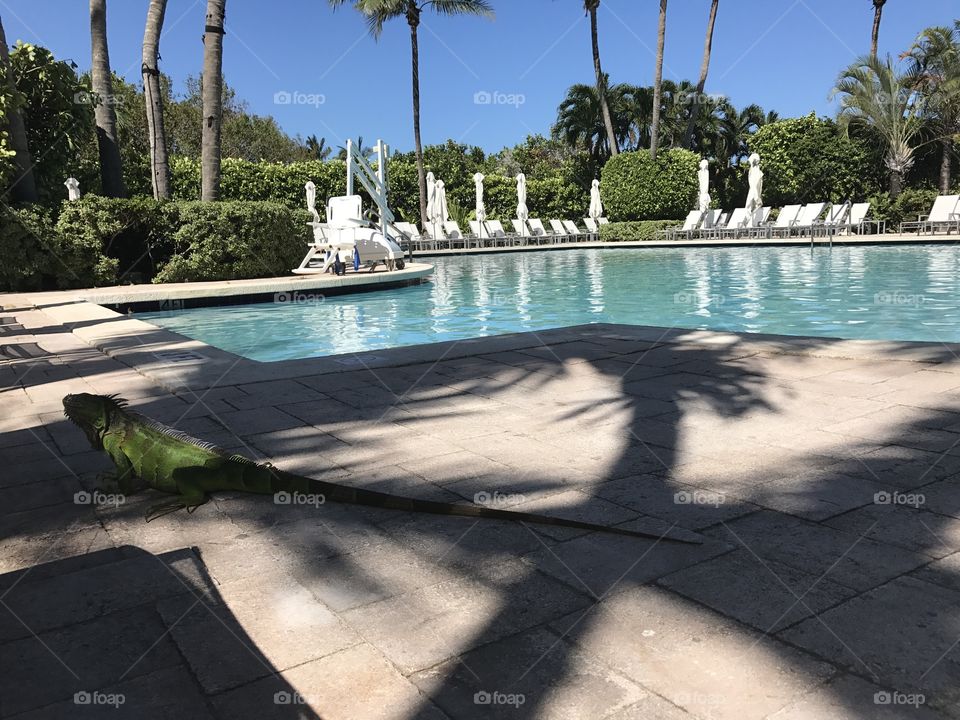 A hotel at Key Biscayne, Miami just re-opened under brilliant South Florida sunshine a week after Hurricane Irma hit South Florida, An iguana looked upon the empty pool area when we arrived. #RitzCaltonKeyBiscayne #LifeAfterIrma #Iguana