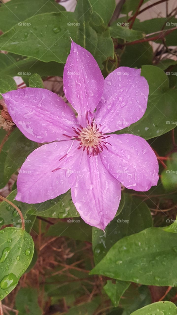 rain covered clematis