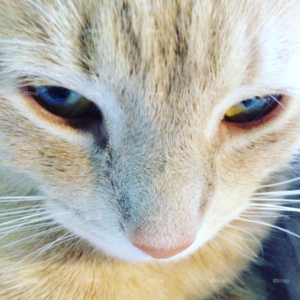 Cat face 
