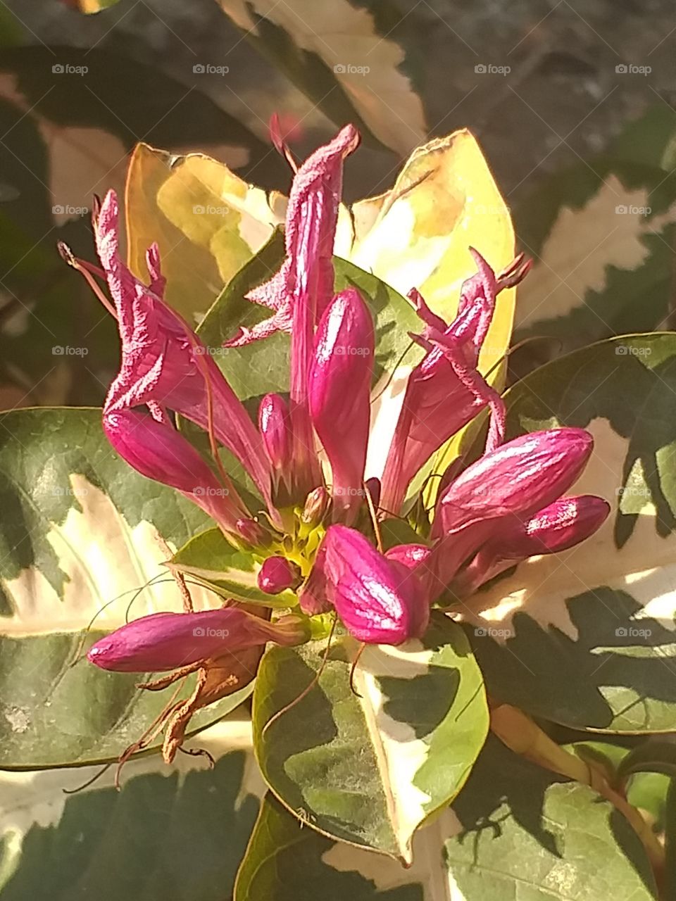 Vibrant flora