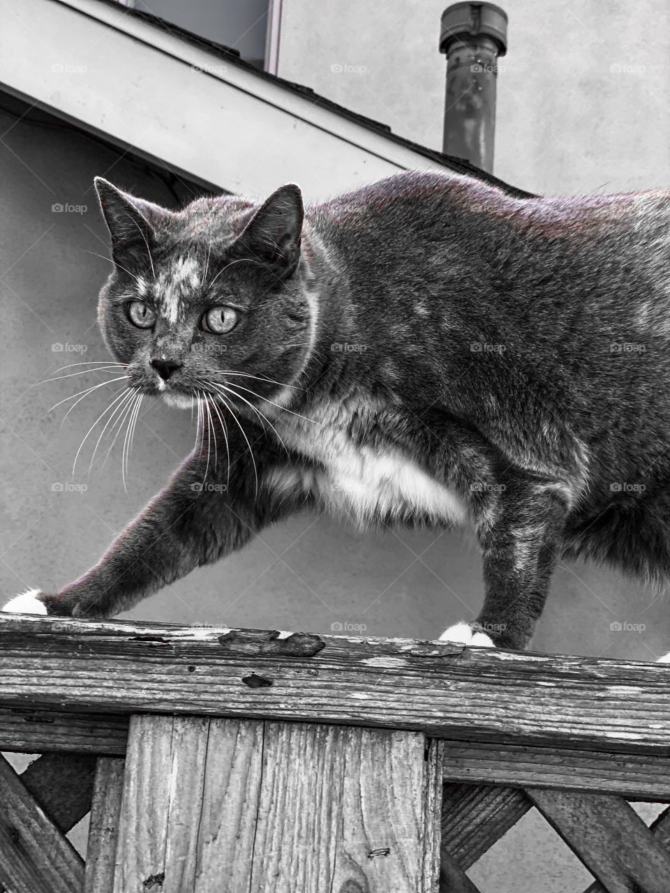 Black and white photography of a calico cat walking on a fence 