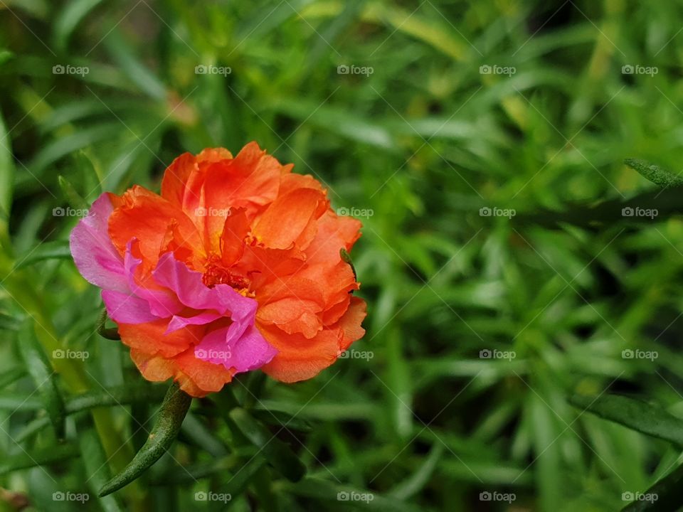 my beautiful Portulaca grandiflora