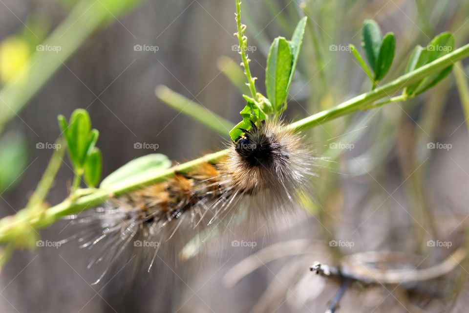 Fuzzy Caterpillar Mandibles 