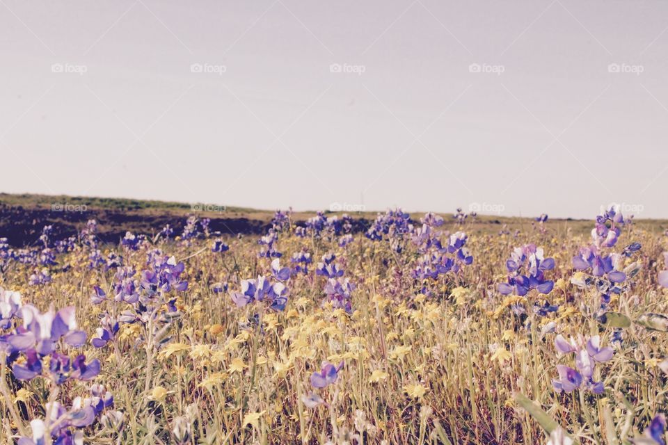 Wildflower Table Mountain . Table Mountain in Oroville Ca is alive in the spring with millions of wildflowers!!