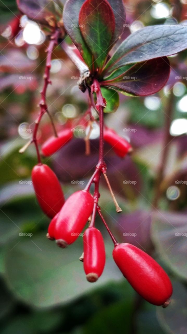 fruits of summer