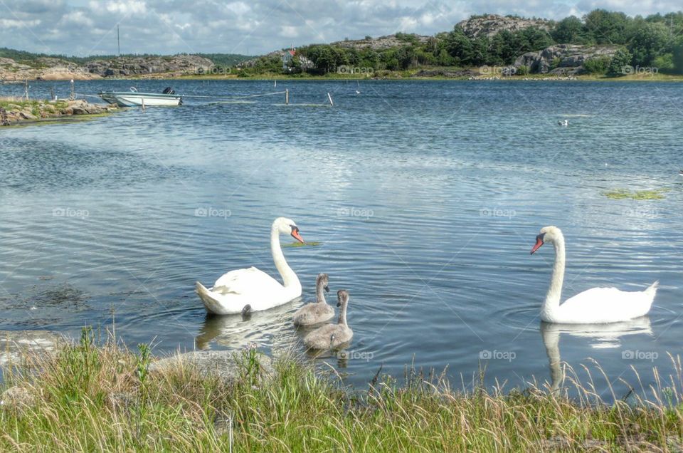 Swan family on lake