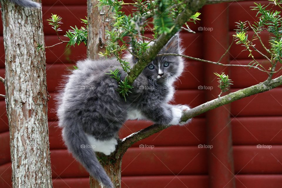 a kitten in the tree
