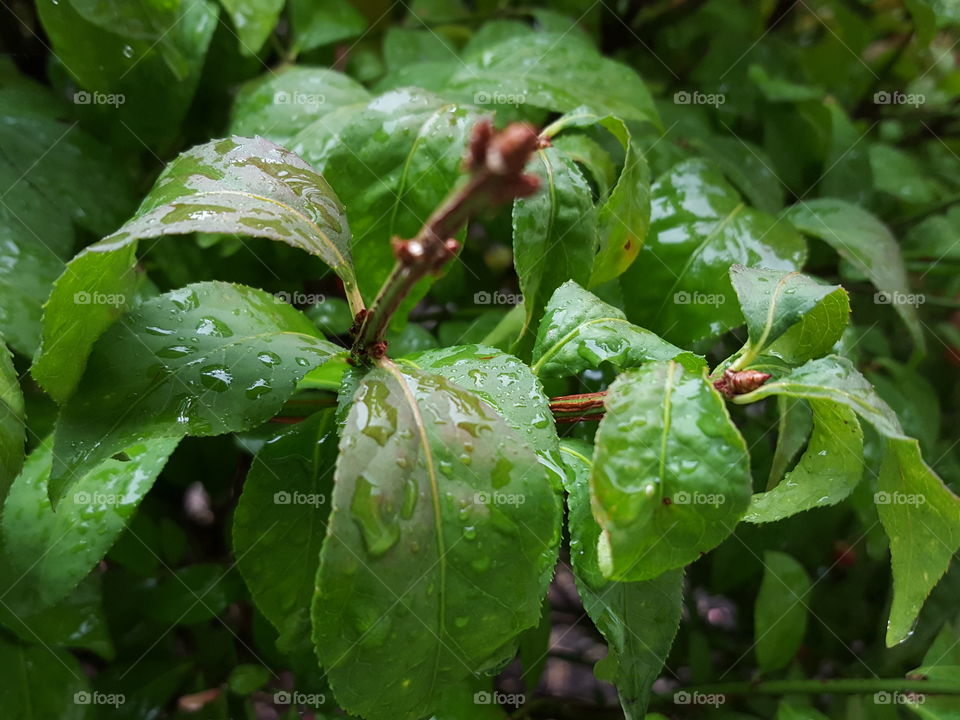 leaves