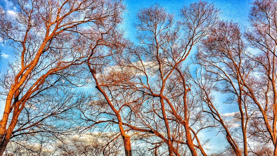 Low angle view of a bare tree