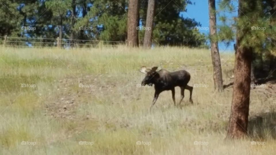 wild moose caught on elk ridge inbetween lemon reservoir and durango colorado