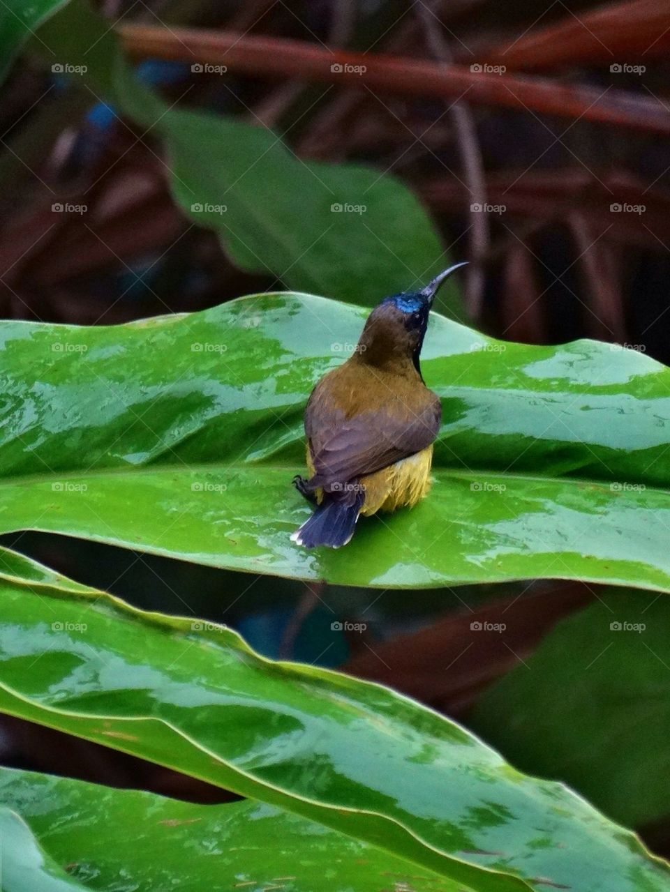 Bird on a wet leaf