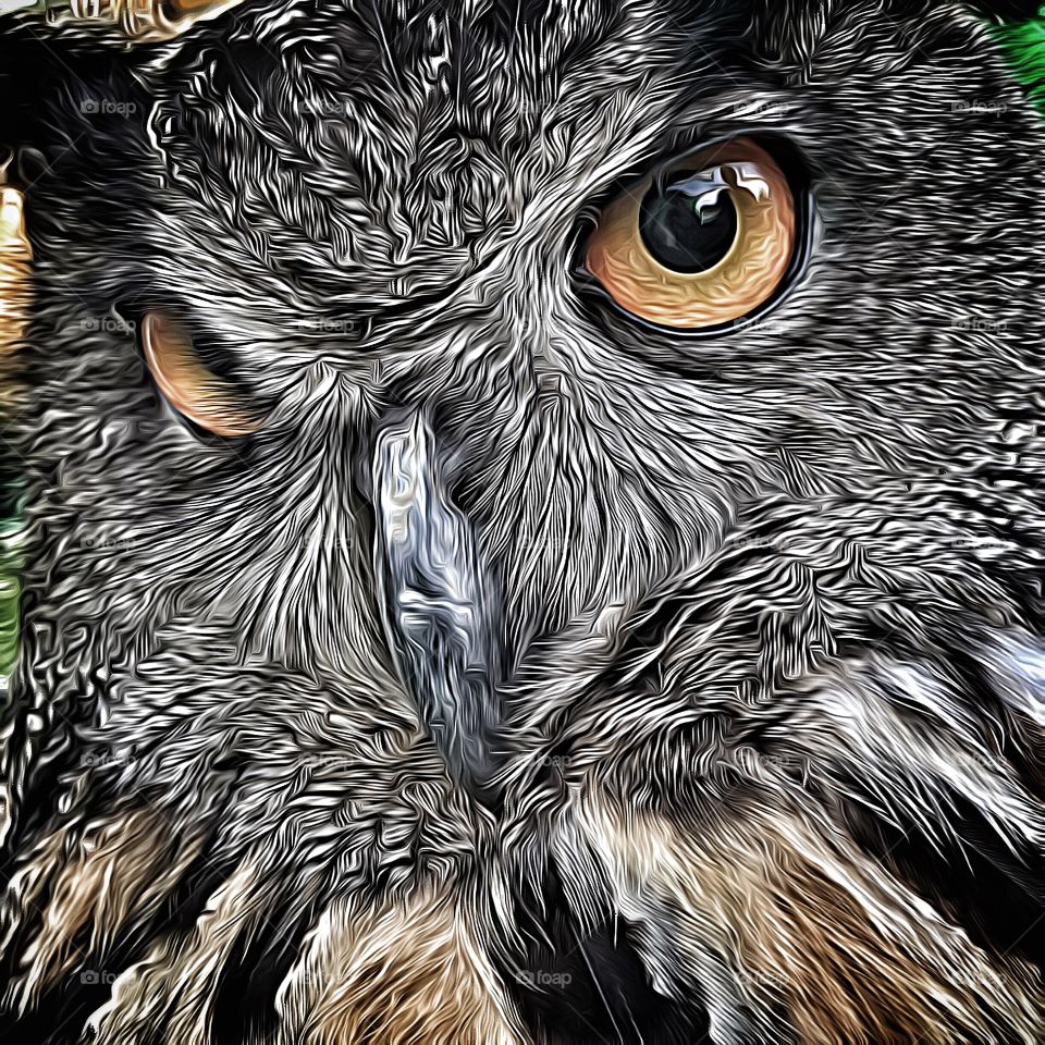 Owl eyes photo art 3